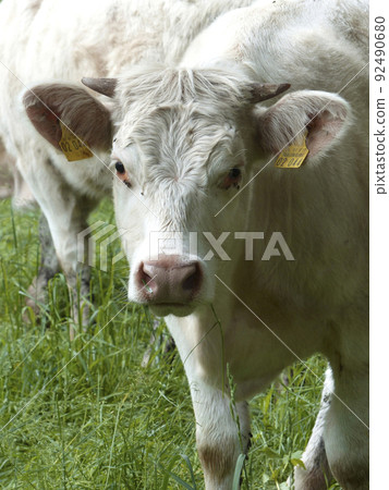 Portrait of a cow in the Bavarian mountains, Germany Portrait of a cow in the Bavarian mountains, Germany 92490680