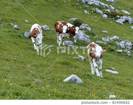 Cows on a meadow in Austrian mountains 92490682