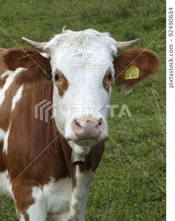 Portrait of a cow in the Bavarian mountains, Germany Portrait of a cow in the Bavarian mountains, Germany 92490684