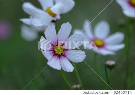 Bloom in the autumn wind 92490714