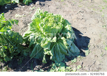 Image of lettuce in the vegetable garden 92490768