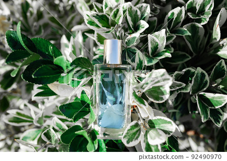 Glass transparent rectangular bottle of blue perfume lying in tropical leaves. Top view. Perfumes and fragrances Glass transparent rectangular bottle of blue perfume lying in tropical leaves. Top view. Perfumes and fragrances 92490970