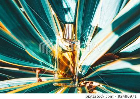 Glass transparent rectangular bottle of golden perfume lying in tropical leaves. Top view. Style perfumery template. Perfumes and cosmetics Glass transparent rectangular bottle of golden perfume lying in tropical leaves. Top view. Style perfumery template. Perfumes and cosmetics 92490971