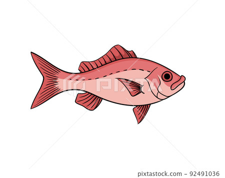 Red Snapper Fish Illustration - Stock Illustration [92491036] - Pixta