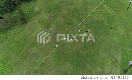 Cows grazing 92491152