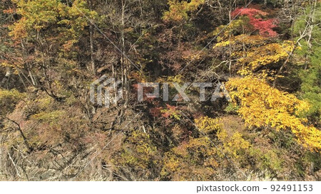 Trees colored in autumn leaves 92491153