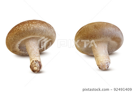 Shiitake Shiitake Illustration Real Set Shiitake Shiitake Illustration Real Set 92491409