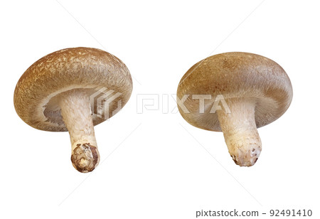 Shiitake Shiitake Illustration Real Set Shiitake Shiitake Illustration Real Set 92491410