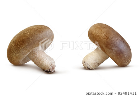Shiitake Shiitake Illustration Real Set Shiitake Shiitake Illustration Real Set 92491411