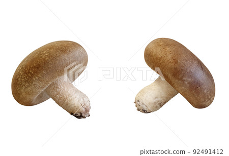Shiitake Shiitake Illustration Real Set Shiitake Shiitake Illustration Real Set 92491412