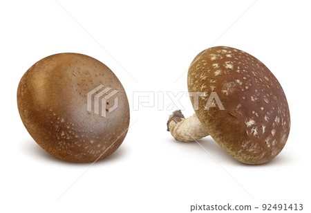 Shiitake Shiitake Illustration Real Set 92491413