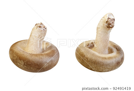 Shiitake Shiitake Illustration Real Set Shiitake Shiitake Illustration Real Set 92491419