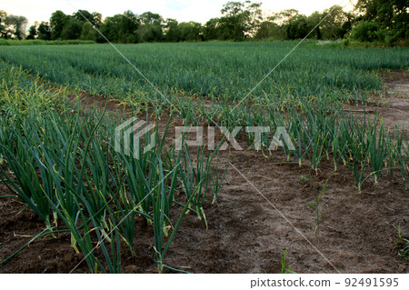farm of green onions 92491595