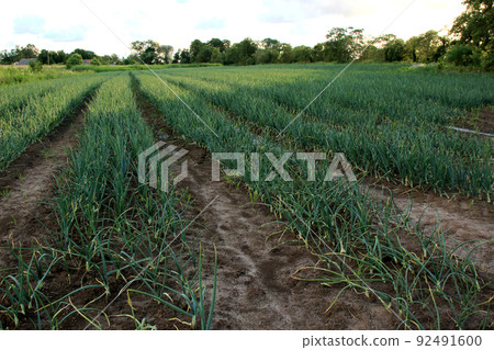 farm of green onions 92491600