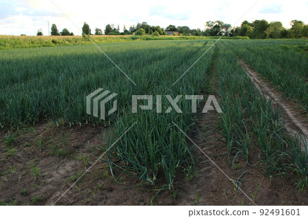 farm of green onions 92491601