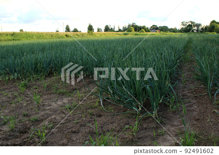 farm of green onions farm of green onions 92491602