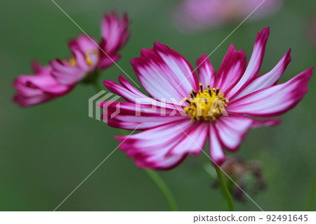 Bloom in the autumn wind Bloom in the autumn wind 92491645