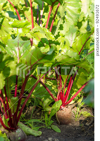 Fresh beetroot grows in the ground Fresh beetroot grows in the ground 92491672