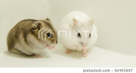 A gray hamster and a white hamster are sitting. The groin of hamsters sit nicely A gray hamster and a white hamster are sitting. The groin of hamsters sit nicely 92491697