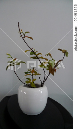 花瓶，插花，花藝，花瓶、フラワーアレンジメント、vases, flower arrangements 92491826