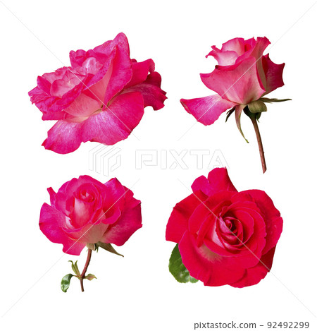 Bright red roses set with leaves delicate isolated flower branch on the white background, vibrant color cutout object for decor, design, invitations, cards, soft focus and clipping path 92492299