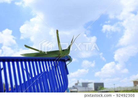 Grasshopper jumping out of the insect cage 92492308