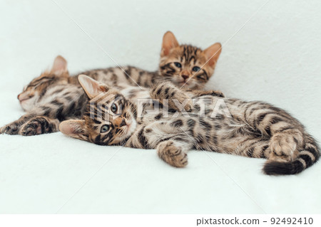 Three cute bengal kittens laying on a furry white blanket. Three cute bengal kittens laying on a furry white blanket. 92492410