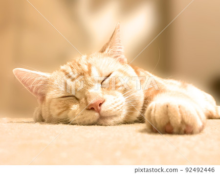 一隻貓舒適地睡在地板上的特寫照片 92492446