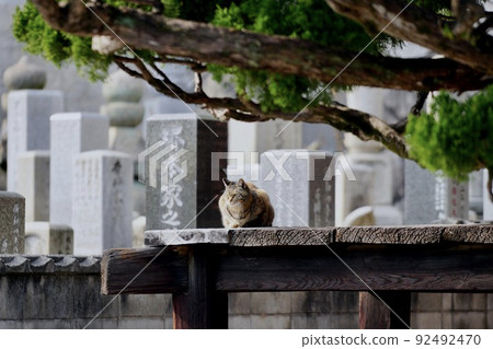 Cat-Take a break in the shade- 92492470