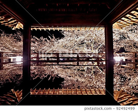 Night cherry blossoms at Mitsui-ji Temple 92492499