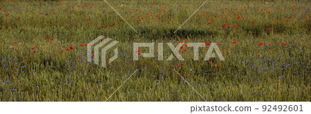 Blooming poppy field in warm evening light. Close up of red poppy flower. Selective focus Blooming poppy field in warm evening light. Close up of red poppy flower. Selective focus 92492601
