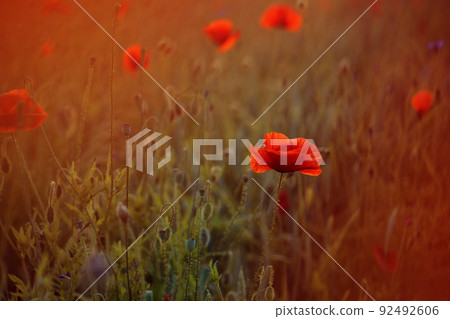Blooming poppy field in warm evening light. Close up of red poppy flower. Selective focus 92492606