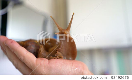 Achatina snail in the palm of your hand. Large snail in the palm of your hand. 92492676