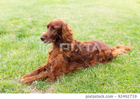 Beautiful happy Irish Setter dog is lying in grass on a beautiful summer day. Copy space. Full length body size photo 92492719