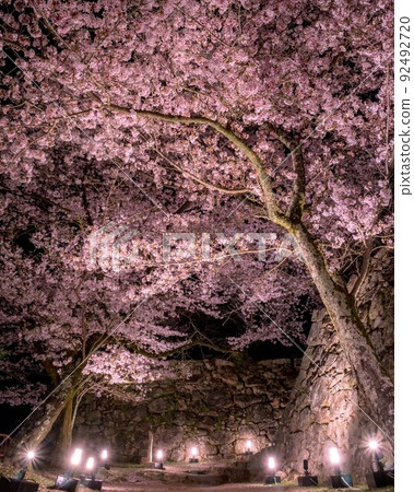 Illumination of cherry blossom trees on one side of Sumoto Castle 92492720