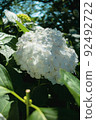 繡球 92492722