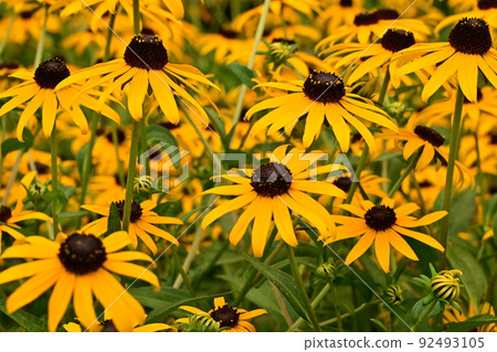Rudbeckia maxima (Asteraceae) 92493105