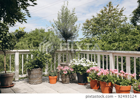 Summer terrace view in sunlight. Blooming potted geranium flowers, citrus and olive trees. Blurred green garden, yard background. White old shabby wooden railing, fence. Leisure, lifestyle concept. Summer terrace view in sunlight. Blooming potted geranium flowers, citrus and olive trees. Blurred green garden, yard background. White old shabby wooden railing, fence. Leisure, lifestyle concept. 92493124