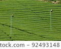 京都府Watsuka-cho的茶園 92493148