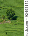 京都府和塚町擁有豐富自然的茶園和樹木 92493152