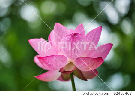 Sunbeams and freshly blooming pink lotus Sunbeams and freshly blooming pink lotus 92493468