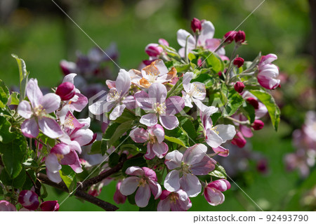 Fresh delicate pink-white opened flowers and buds of an apple tree on a branch with green leaves Fresh delicate pink-white opened flowers and buds of an apple tree on a branch with green leaves 92493790