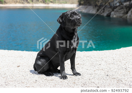 Young beautiful purebred Labrador with black hair shining in the sun on emerald Tovel Lake 92493792