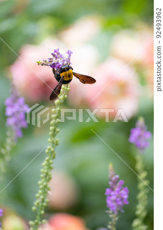 玫瑰 Shukkon Linaria 和 Carpenter Bee 玫瑰 Shukkon Linaria 和 Carpenter Bee 92493962