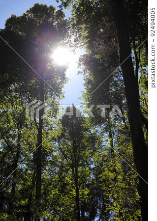 Forest in autumn Forest in autumn 92494005