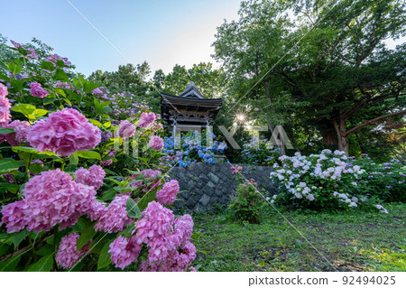 日本 北海道 繡球花 田野 有珠善光寺 花 日本 北海道 繡球花 田野 有珠善光寺 花 92494025