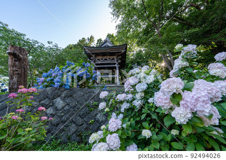 日本 北海道 繡球花 田野 有珠善光寺 花 日本 北海道 繡球花 田野 有珠善光寺 花 92494026