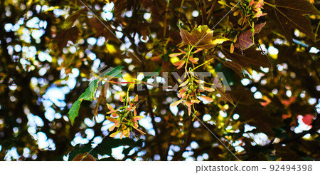 Maple tree close up 92494398
