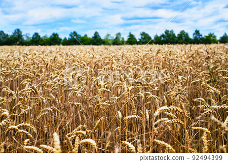Wheat field close up 92494399