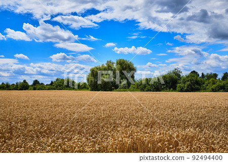 Wheat field in Summer 92494400